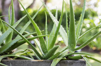 The Healing Power of Aloe Vera for Every Skin Type